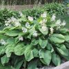 Árnyékliliom – Hosta 'T. Rex'