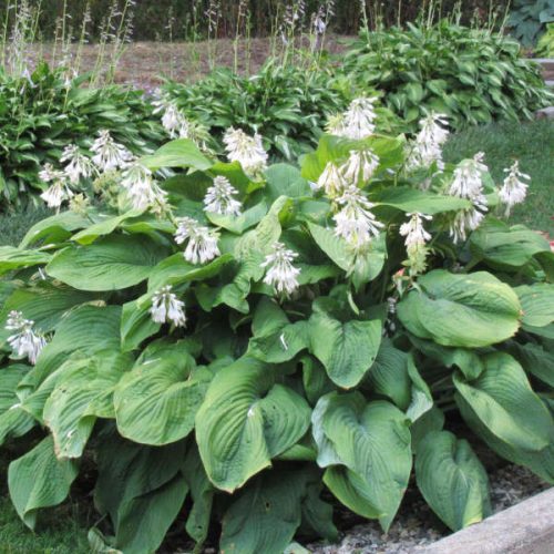 Árnyékliliom – Hosta 'T. Rex'