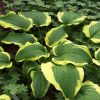 Árnyékliliom – Hosta 'Yellow River'