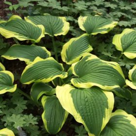 Árnyékliliom – Hosta 'Yellow River'