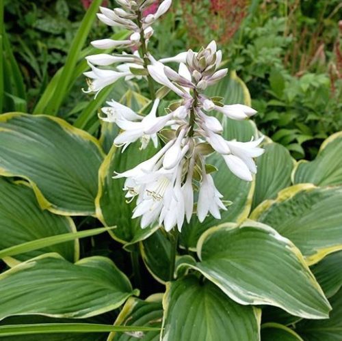 Árnyékliliom – Hosta 'Yellow River'