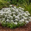 Örökzöld tatárvirág – Iberis sempervirens 'Nevina'