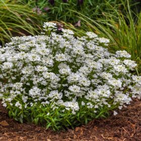   Örökzöld tatárvirág – Iberis sempervirens 'Nevina'