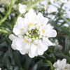 Örökzöld tatárvirág – Iberis sempervirens 'Nevina'