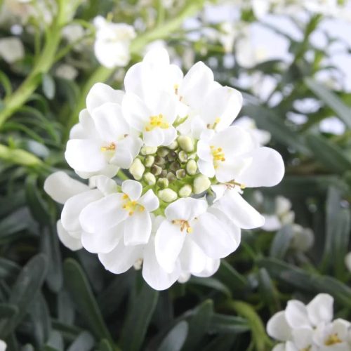 Örökzöld tatárvirág – Iberis sempervirens 'Nevina'
