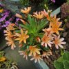 Dohánygyökér – Lewisia 'Little Mango'