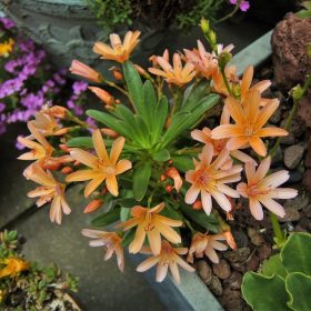 Dohánygyökér – Lewisia 'Little Mango'