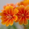 Dohánygyökér – Lewisia 'Little Mango'