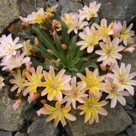 Dohánygyökér – Lewisia 'Little Peach'