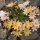 Dohánygyökér – Lewisia 'Little Peach'