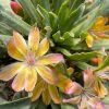 Dohánygyökér – Lewisia 'Little Peach'