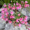 Dohánygyökér – Lewisia 'Little Plum'
