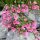 Dohánygyökér – Lewisia 'Little Plum'
