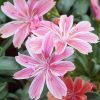 Dohánygyökér – Lewisia 'Little Plum'