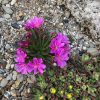 Dohánygyökér – Lewisia 'Little Raspberry'