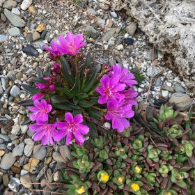 Dohánygyökér – Lewisia 'Little Raspberry'