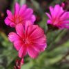 Dohánygyökér – Lewisia 'Little Raspberry'