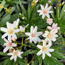 Dohánygyökér – Lewisia 'Little Snowberry'