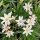 Dohánygyökér – Lewisia 'Little Snowberry'