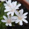 Dohánygyökér – Lewisia 'Little Snowberry'