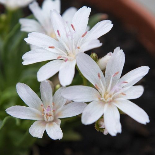 Dohánygyökér – Lewisia 'Little Snowberry'