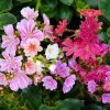 Dohánygyökér – Lewisia 'Mountain Dreams'