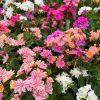 Dohánygyökér – Lewisia 'Mountain Dreams'