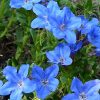 Kékgyökér – Lithodora diffusa 'Heavenly Blue'