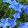 Kékgyökér – Lithodora diffusa 'Heavenly Blue'