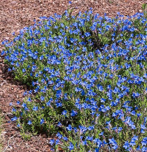 Kékgyökér – Lithodora diffusa 'Heavenly Blue'