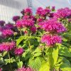 Méhbalzsam – Monarda didyma 'Bee Free'