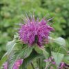 Méhbalzsam – Monarda didyma 'Bee Free'