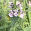 Macskamenta – Nepeta racemosa 'Amelie'