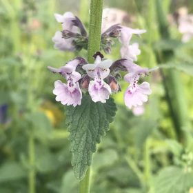Macskamenta – Nepeta racemosa 'Amelie'