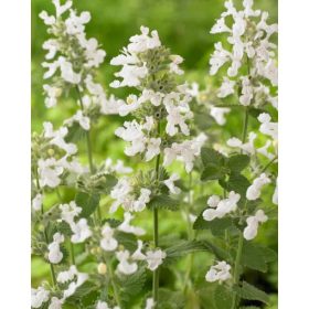 Macskamenta – Nepeta racemosa 'Snowflake'