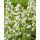 Macskamenta – Nepeta racemosa 'Snowflake'
