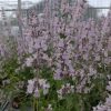 Macskamenta – Nepeta racemosa 'Amelie'