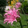 Pirosliliom - Nerine bowdenii