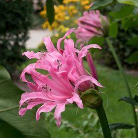 Pirosliliom - Nerine bowdenii