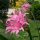 Pirosliliom - Nerine bowdenii
