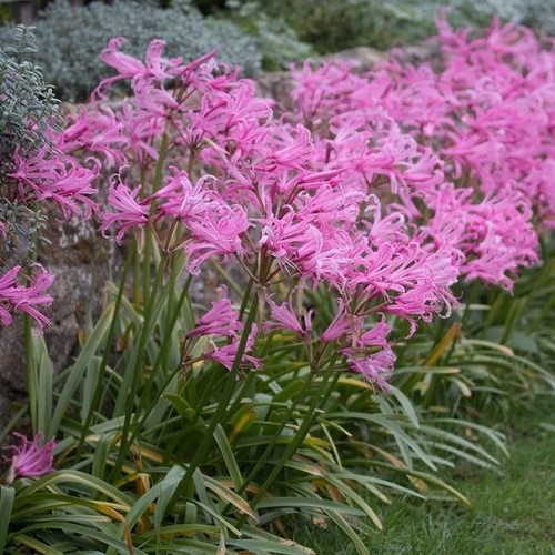 Pirosliliom - Nerine bowdenii
