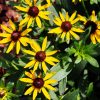 Kúpvirág – Rudbeckia fulgida 'Little Goldstar'