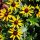 Kúpvirág – Rudbeckia fulgida 'Little Goldstar'