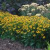 Kúpvirág – Rudbeckia fulgida 'Little Goldstar'
