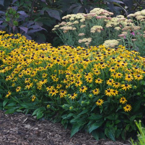 Kúpvirág – Rudbeckia fulgida 'Little Goldstar'