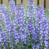 Mezei zsálya – Salvia pratensis 'Fashionista Azure Snow'