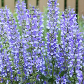   Mezei zsálya – Salvia pratensis 'Fashionista Azure Snow'