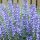 Mezei zsálya – Salvia pratensis 'Fashionista Azure Snow'