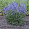 Mezei zsálya – Salvia pratensis 'Fashionista Azure Snow'