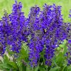 Mezei zsálya – Salvia pratensis 'Fashionista Evening Attire'